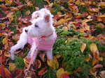 Dscn0788.jpg