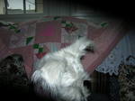 Dscn0800.jpg
