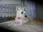 Dscn0811.jpg